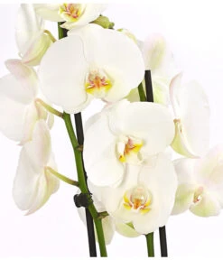 Schmetterlingsorchidee - Phalaenopsis Cultivars, Großblütig -Günstig Gartenbedarf 8253023 PR DE 001 SchmetterlingsorchideePhalaenopsisGrossbluetigWeissT15DehnerExpressHerzig