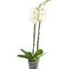 Schmetterlingsorchidee - Phalaenopsis Cultivars, Großblütig -Günstig Gartenbedarf 8253023 PR FS 001 SchmetterlingsorchideePhalaenopsisGrossbluetigWeissT15DehnerExpressHerzig