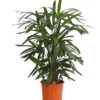 Steckenpalme - Rhapis Excelsa -Günstig Gartenbedarf 8261232 PR FS 001 RhapisExcelsaT21DehnerExpressHerzig