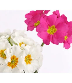 Stängelprimel-Duo, Verschiedene Farben -Günstig Gartenbedarf 8261802 PR DE 002 PrimulaStaengelprimelTwinT12DehnerHerzig