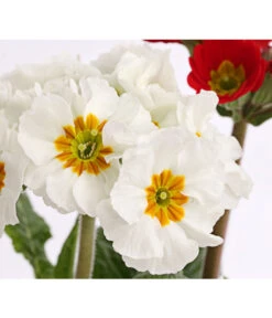 Stängelprimel-Duo, Verschiedene Farben -Günstig Gartenbedarf 8261802 PR DE 004 PrimulaStaengelprimelTwinT12DehnerHerzig