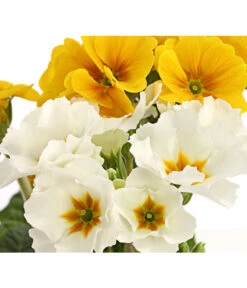 Stängelprimel-Duo, Verschiedene Farben -Günstig Gartenbedarf 8261802 PR DE 005 PrimulaStaengelprimelTwinT12DehnerHerzig