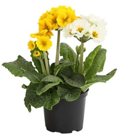 Stängelprimel-Duo, Verschiedene Farben -Günstig Gartenbedarf 8261802 WE FS 001 PrimulaStaengelprimelTwinT12