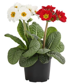 Stängelprimel-Duo, Verschiedene Farben -Günstig Gartenbedarf 8261802 WE FS 004 PrimulaStaengelprimelTwinT12