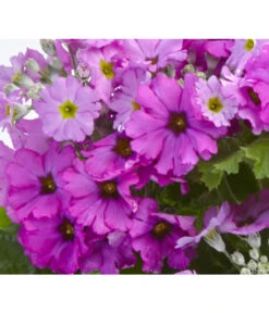 Brautprimel, Verschiedene Sorten -Günstig Gartenbedarf 8262065 PrimulaMalacoidesDetailLila UveSauer