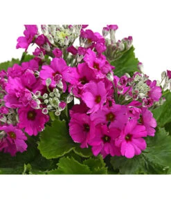 Brautprimel, Verschiedene Sorten -Günstig Gartenbedarf 8262065 WE DE 001 FliederprimelPrimulaMalacoidesT11DehnerExpressHerzig