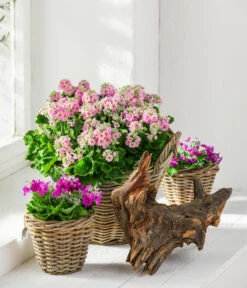 Brautprimel, Verschiedene Sorten -Günstig Gartenbedarf 8262065 WE MO 001 PrimulaMalacoidesBrautprimel Content 2021