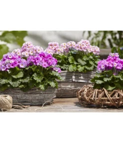 Brautprimel, Verschiedene Sorten -Günstig Gartenbedarf 8262065 WE MO 025 dehnerfruehblueherm6a04UveSauer