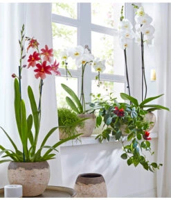 Schmetterlingsorchidee - Phalaenopsis Cultivars, Großblütig -Günstig Gartenbedarf 8263832 8250193 8203242 8253023 PR MO 001 OrchideenGC18