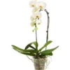 Schmetterlingsorchidee - Phalaenopsis Cultivaris 'Cascade' -Günstig Gartenbedarf 8264194 WE FS 001 PhalaenopsisSchmetterlingsorchideeCascade1TrWeiss