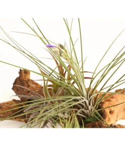 Tillandsien-Arrangement Auf Mopanie-Wurzel - Tillandsia Hybride, 5-teilig 6 Tillandsien-Arrangement Auf Mopanie-Wurzel - Tillandsia Hybride, 5-teilig -Günstig Gartenbedarf 8270332 WE DE 001 TIllandsienAufMopaniwurzelXXL5PflanzenDehnerExpressHerzig