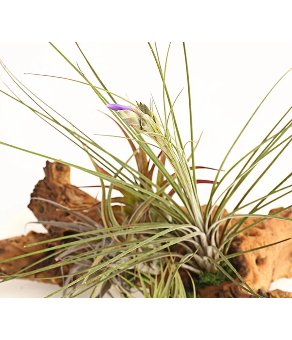 Tillandsien-Arrangement Auf Mopanie-Wurzel - Tillandsia Hybride, 5-teilig 4 Tillandsien-Arrangement Auf Mopanie-Wurzel - Tillandsia Hybride, 5-teilig - Image 2