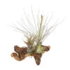 Tillandsien-Arrangement Auf Mopanie-Wurzel - Tillandsia Hybride, 5-teilig 2 Tillandsien-Arrangement Auf Mopanie-Wurzel - Tillandsia Hybride, 5-teilig -Günstig Gartenbedarf 8270332 WE FS 001 TIllandsienAufMopaniwurzelXXL5PflanzenDehnerExpressHerzig