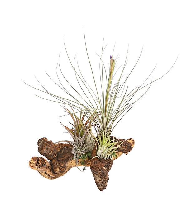 Tillandsien-Arrangement Auf Mopanie-Wurzel - Tillandsia Hybride, 5-teilig 3 Tillandsien-Arrangement Auf Mopanie-Wurzel - Tillandsia Hybride, 5-teilig