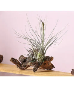 Tillandsien-Arrangement Auf Mopanie-Wurzel - Tillandsia Hybride, 5-teilig 7 Tillandsien-Arrangement Auf Mopanie-Wurzel - Tillandsia Hybride, 5-teilig -Günstig Gartenbedarf 8270332 WE MO 001 TIllandsienAufMopaniwurzelXXL5PflanzenDehnerExpressHerzig