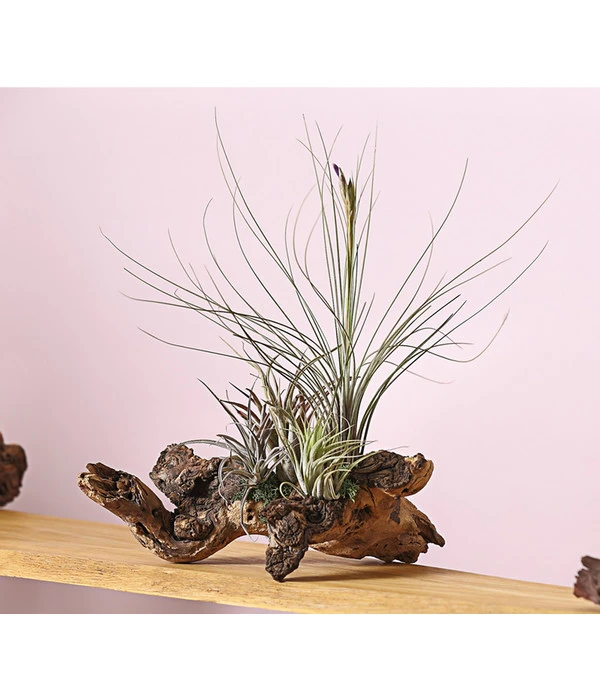 Tillandsien-Arrangement Auf Mopanie-Wurzel - Tillandsia Hybride, 5-teilig 5 Tillandsien-Arrangement Auf Mopanie-Wurzel - Tillandsia Hybride, 5-teilig - Image 3