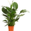 Einblatt - Spathiphyllum Wallisii 'Silvana' -Günstig Gartenbedarf 8276180 WE FS 001 EinblattSpathiphyllumAlfaAirT24OWDehnerExpressHerzig