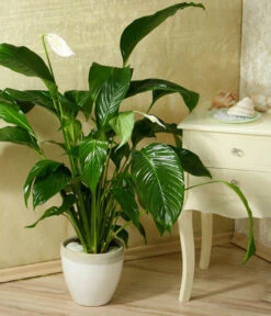 Einblatt - Spathiphyllum Wallisii 'Silvana' -Günstig Gartenbedarf 8276180 WE MO 005 SpathiphyllumDehnerEW