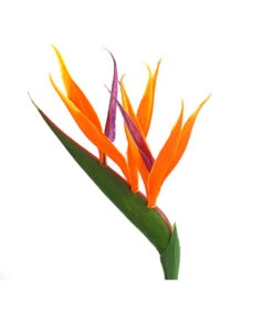 Paradiesvogelblume -Günstig Gartenbedarf 8276446 WE DE 001 StrelitziaReginaeParadiesvogelblumeDehnerExpressHerzig