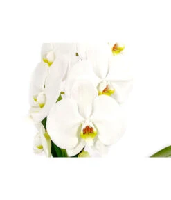Schmetterlingsorchidee - Phalaenopsis Cultivars 'Formidablo' -Günstig Gartenbedarf 8278111 PR DE 001 PhalaenopsisFormidabloSchmetterlingsorchideeT12DehnerExpressHerzig