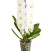 Schmetterlingsorchidee - Phalaenopsis Cultivars 'Formidablo' -Günstig Gartenbedarf 8278111 PR FS 001 PhalaenopsisFormidabloSchmetterlingsorchideeT12DehnerExpressHerzig