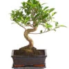 Chinesische Feige - Ficus Retusa 'Ginseng', In Keramik, Eckig