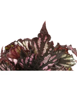 Blattbegonie - Begonia Rex Hybride, Verschiedene Sorten -Günstig Gartenbedarf 8299638 WE DE 001 BegoniaRexMixT12