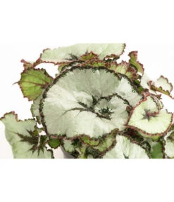 Blattbegonie - Begonia Rex Hybride, Verschiedene Sorten -Günstig Gartenbedarf 8299638 WE DE 002 BegoniaRexMixT12