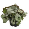 Blattbegonie - Begonia Rex Hybride, Verschiedene Sorten -Günstig Gartenbedarf 8299638 WE FS 002 BegoniaRexMixT12