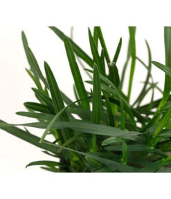 Blaugras 'Greenlee Hybrid' -Günstig Gartenbedarf 8316259 WE DE 002 SesleriaGreenleeHybridBlaugrasT7