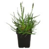 Blaugras 'Greenlee Hybrid' -Günstig Gartenbedarf 8316259 WE FS 001 SesleriaGreenleeHybridBlaugrasT7