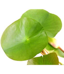 Dehner Seerose 'Attraction' -Günstig Gartenbedarf 8316416 WE DE 001 SeeroseNymphaeaAttractionT11DehnerExpressHerzig