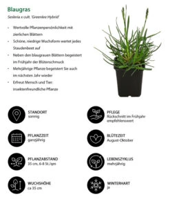Blaugras 'Greenlee Hybrid' -Günstig Gartenbedarf 8320327 WE IG 001 Blaugras