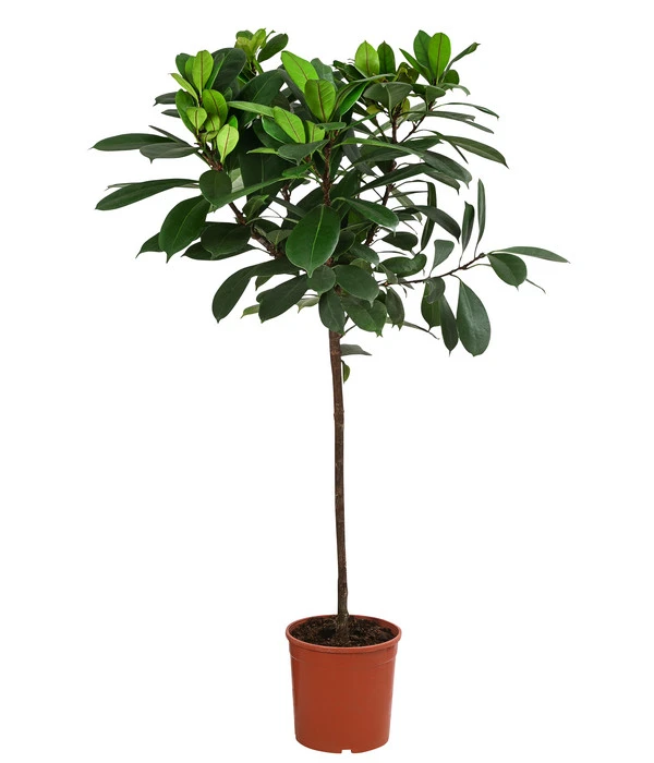 Afrikanische Feige - Ficus Cyathistipula 3 Afrikanische Feige - Ficus Cyathistipula