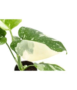Fensterblatt - Monstera Deliciosa 'Thai Constellation', Panaschiert -Günstig Gartenbedarf 8402034 WE DE 001 MonsteraThaiConstellationT6