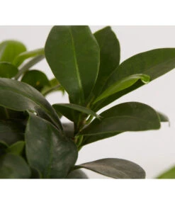 Chinesische Feige - Ficus Microcarpa 'Ginseng', In Keramik, Verschiedene Farben -Günstig Gartenbedarf 8404402 PR DE 002 FicusGinsengBonsaiKeramikschaleT23DehnerExpressZS