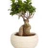 Chinesische Feige - Ficus Microcarpa 'Ginseng', In Keramik, Verschiedene Farben -Günstig Gartenbedarf 8404402 PR FS 002 FicusGinsengBonsaiKeramikschaleT23DehnerExpressZS