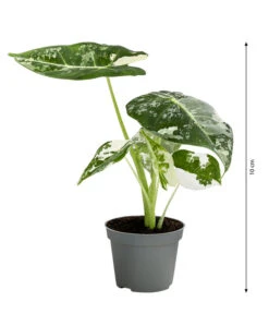 Pfeilblatt - Alocasia Micholitziana 'Frydek' Variegata, Panaschiert -Günstig Gartenbedarf 8404626 WE BG 001 AlocasiaFrydekVariegataT6PfeilblattDehnerExpressHerzig