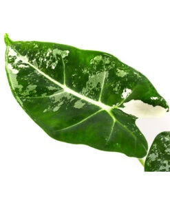 Pfeilblatt - Alocasia Micholitziana 'Frydek' Variegata, Panaschiert -Günstig Gartenbedarf 8404626 WE DE 001 AlocasiaFrydekVariegataT6 Pfeilblatt DehnerExpressHerzig