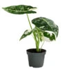 Pfeilblatt - Alocasia Micholitziana 'Frydek' Variegata, Panaschiert -Günstig Gartenbedarf 8404626 WE FS 001 AlocasiaFrydekVariegataT6 Pfeilblatt