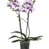 Schmetterlingsorchidee - Phalaenopsis Cultivars 'King Car Dalmatian' -Günstig Gartenbedarf 8408072 WE FS 001 Phalaenopsis KingCarT12Schmetterlingsorchidee