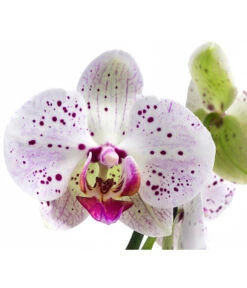 Schmetterlingsorchidee - Phalaenopsis Cultivars 'Goya' -Günstig Gartenbedarf 8408080 WE DE 001 Phalaenopsis GoyaT12Schmetterlingsorchidee