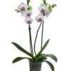 Schmetterlingsorchidee - Phalaenopsis Cultivars 'Goya' -Günstig Gartenbedarf 8408080 WE FS 001 Phalaenopsis GoyaT12Schmetterlingsorchidee