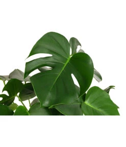 Fensterblatt - Monstera Deliciosa, Hydrokultur -Günstig Gartenbedarf 8416802 WE DE 001 MonsteraDeliciosa2erHydroT18 19FensterblattDehnerExpressHerzig