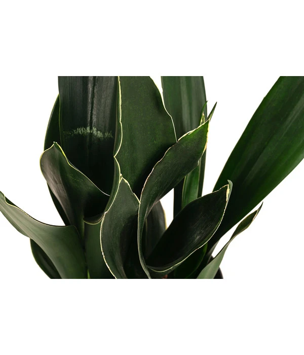 Bogenhanf - Sansevieria Trifasciata 'Black Diamond', Hydrokultur 4 Bogenhanf - Sansevieria Trifasciata 'Black Diamond', Hydrokultur - Image 2