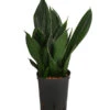 Bogenhanf - Sansevieria Trifasciata 'Black Diamond', Hydrokultur -Günstig Gartenbedarf 8416851 WE FS 001 SansevieriaTrifasciataBlackDiamondHydroT15 19BogenhanfDehnerExpressHerzig