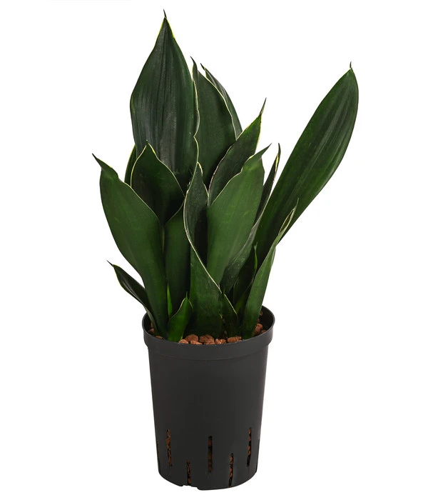 Bogenhanf - Sansevieria Trifasciata 'Black Diamond', Hydrokultur 3 Bogenhanf - Sansevieria Trifasciata 'Black Diamond', Hydrokultur