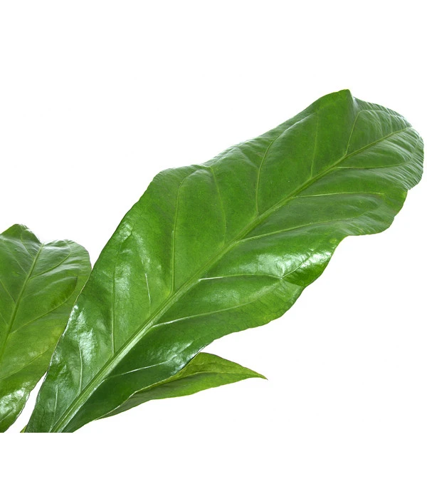 Blattanthurie - Anthurium Ellipticum 'Jungle King', Hydrokultur 5 Blattanthurie - Anthurium Ellipticum 'Jungle King', Hydrokultur - Image 3