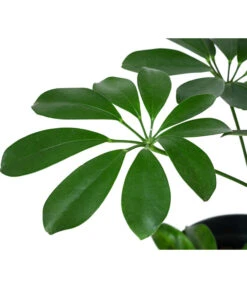 Strahlenaralie - Schefflera Arboricola Compacta 'Nora', Hydrokultur -Günstig Gartenbedarf 8425472 WE DE 001 SCHEFFLERACOMPACTANora