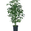 Strahlenaralie - Schefflera Arboricola Compacta 'Nora', Hydrokultur -Günstig Gartenbedarf 8425472 WE FS 001 SCHEFFLERACOMPACTANora